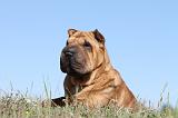 SHAR-PEI 523